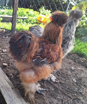 Hedvábnička USA kohouti - 8