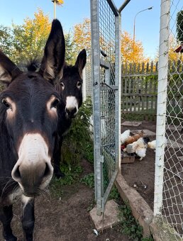 OSEL OSLÍK OSLÍČEK - 8