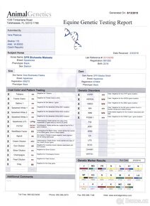 Appaloosa hřebec - připouštění - 8