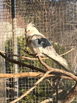 Prodám samce korely bělohlavé - 8