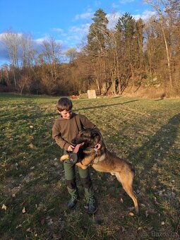 Belgický ovčák Malinois – hlídač, srdcem mazel - 8