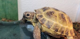Testudo horsfieldii (Želva Stepní) - 8