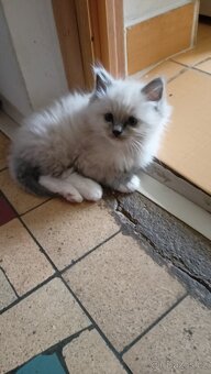 Krásná koťátka Ragdollů s PP - 8