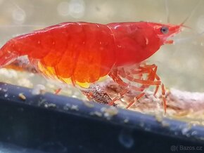 Krevetky Red Sakura - 8