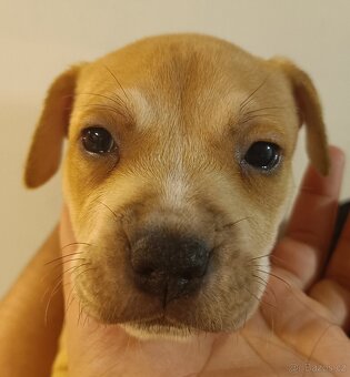 Štěňata americký stafordšírský teriér - 8