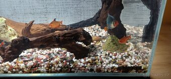 Zařízené akvárium - 8