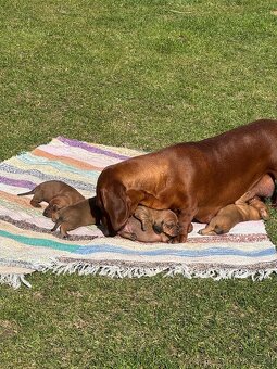 Jezevčík hladkosrstý - 8