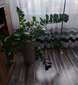 Prodám - Zamioculcas zamiifolia - Kulkas zamiolistý. - 8