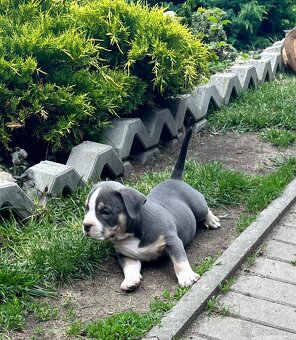 Štěně American Bully - 8