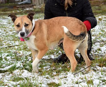 FLAVIA K ADOPCI - 2 ROKY, USMĚVAVÁ, KAMARÁDSKÁ - 8