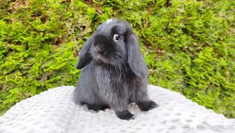 Zakrslý beránek, králíček, králík - ELLA - 8