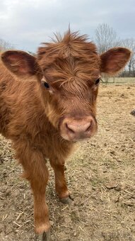 Aberdeen Angus, Highland - 8