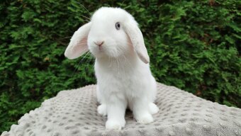 Zakrslý beránek, králíček, králík - NOAH - 8