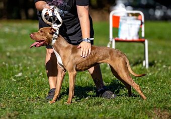 Americký pitbull teriér s PP - 8