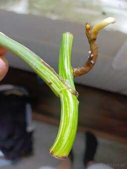 Monstera aureovariegata vrchol + zdarma řízek albovariegaty - 8