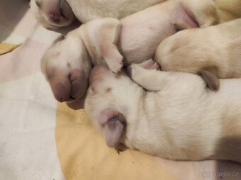Štěňata labradorského retrívra - 8