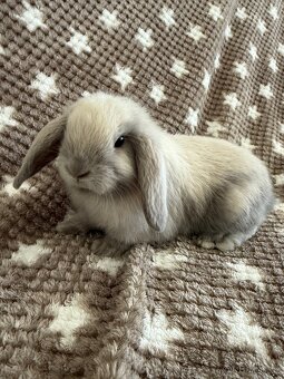 Mini Lop - beránek - 8