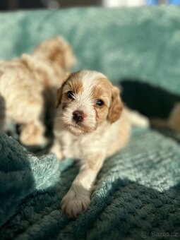 🐶 CAVAPOOCHON ŠTĚŇÁTKA – PRVNÍ VRH NAŠICH RODINNÝCH MAZLÍKŮ - 8
