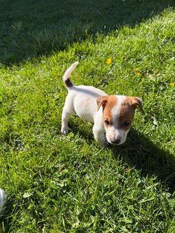 Jack Russell teriér - 8