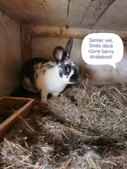Rušení chovu králíků - 8
