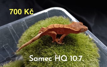 Pagekon Řasnatý - 8