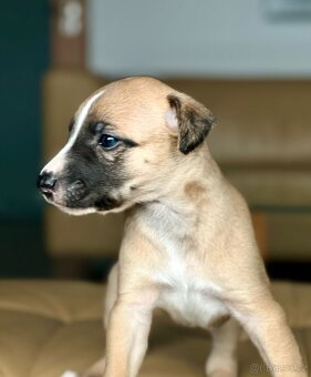 vipet/whippet štěňátka - 8