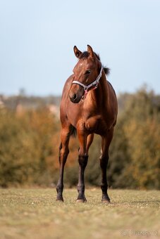 Appaloosa klisna - 8