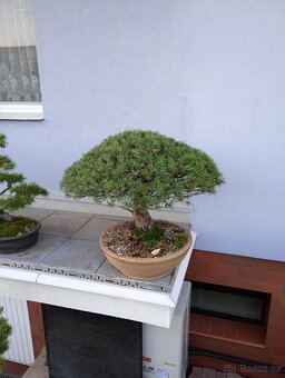 Borovice lesní bonsai - 8