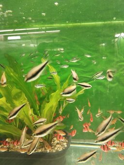 prodej novinek ze dvora - 8