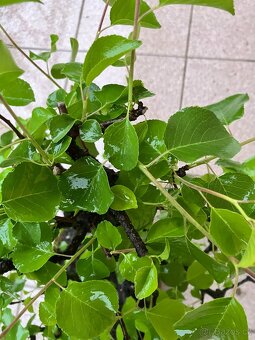 Bonsai, Bonsaj, mahalebka, solitéra - 8
