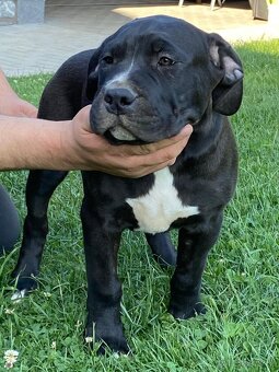 American Bully - 8
