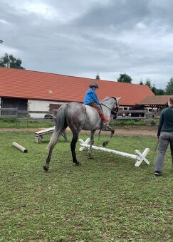 Klisna do sportu - 8