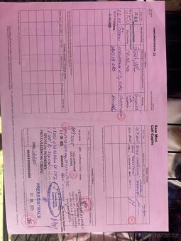 Sam Mini Cofi Capito - chovný pes miniaturní americký ovčák - 8