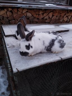 Neměcky obrovitý - 8