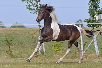 Barokní pinto - NOVÉ FOTO luxusní roční valach na prodej - 8