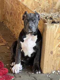 American bully xl/xxl Pitbull xxl - 8