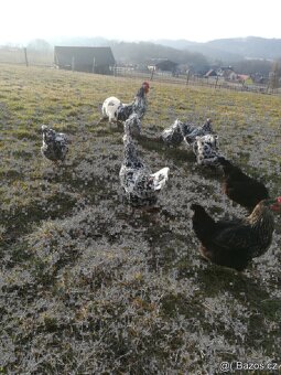 VLASKA EXCHEQUER loňští kohoutci - 8