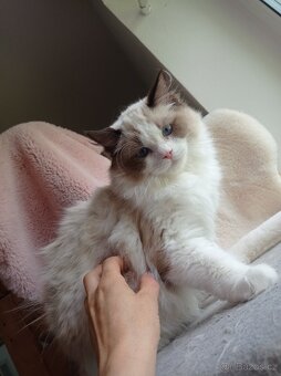 Ragdoll s pp - 8