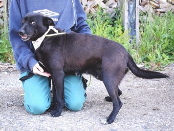 GABKA K ADOPCI - 2 ROKY, HODNÁ, NENÁROČNÁ, KLIDNÁ - 8