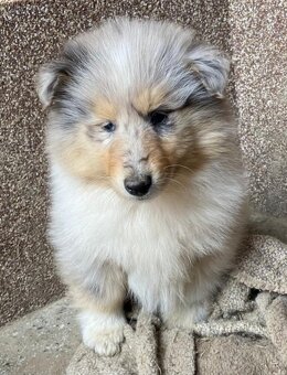 Kolie dlouhosrstá - 8