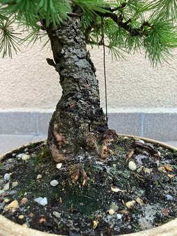 Bonsai, Bonsaj, modřín - 8