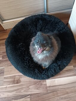 Pomeraniani s PP - 8