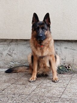 Německý ovčák - štěňátka s PP - 8