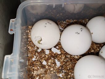 Zelva ostruhatá, sulcata - 8