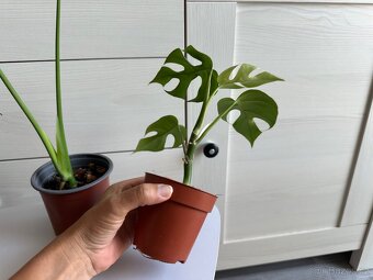 Monstera, cena za 3 rostliny 360 Kč. - 8