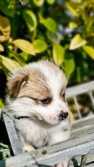 Welsh Corgi Pembroke - 8
