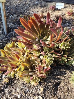 Prodám netřesky, okr. Znojmo - 8