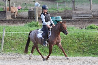Prodám líbivého čtyřletého valacha pony A, KHV 122 cm - 8
