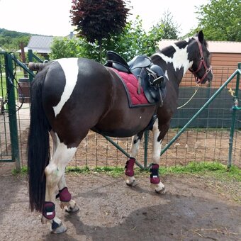 Charakterní kobylka 4 roky - Barock pinto - 8