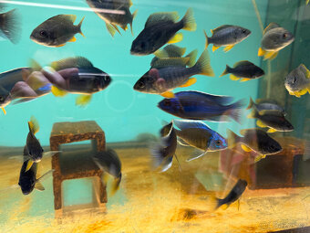 Tlamovci Copadichromis borleyi - 8